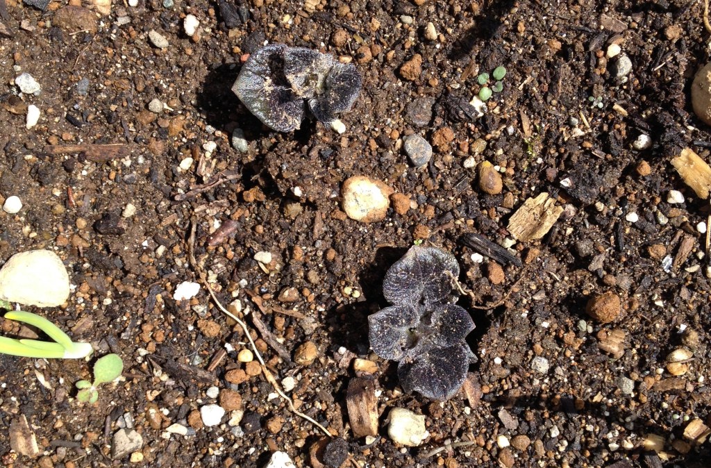 Love Is All There Is.